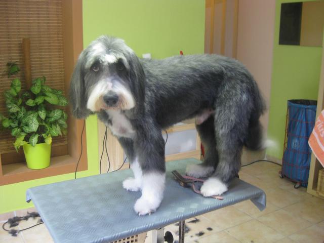 Bearded Collie